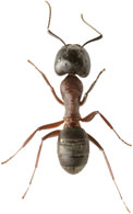 Ants